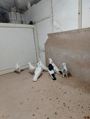 ucuz goyercinler: Hamsi tutulmadi kom 60 m qiymete gore heckim narahat etmesin hamsi — 2