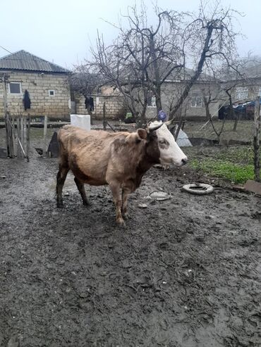ineklerin qiymeti: Dana, buzov, Ödənişli çatdırılma