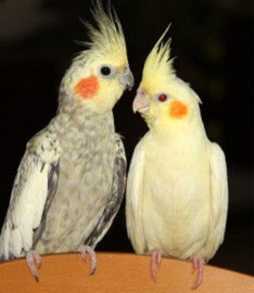 Птицы: Кареллы хорошо обучаются к разговору и становятся ручными