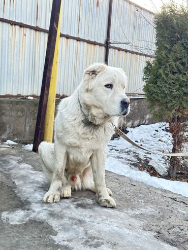 Собаки: Вязка
САО 2 года 3 месяца
Привит, есть все документы