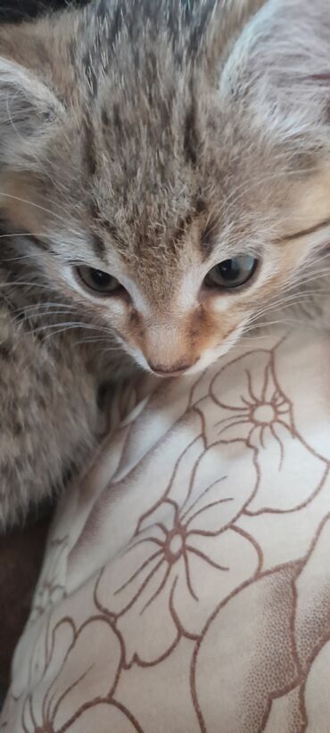 отдам кота я его боюсь: Кошка даром: Беспородная, 2 месяца, Девочка, Приучена к лотку
