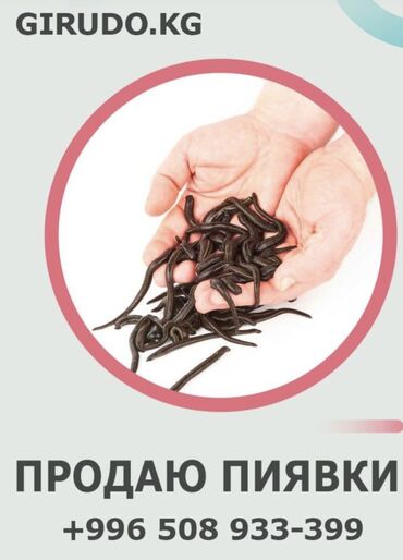 варикозные чулки: Сүлүк сатам Продаю пиявки оптом и в розницу Медицинские пиявки