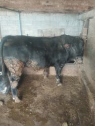 домик для кошка: Продам племенного быка порода Белгиц с Ангустом для племя примерно 400