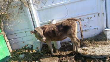 домик для кот: Сатам | Кунаажын | Бордоп семиртүү үчүн | Байланган