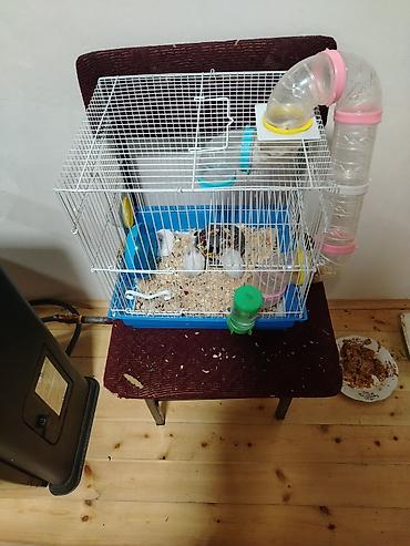 heyvan bazari 2020: Hamster. 4 eded ağ renk qefesle birlikde satlir qewenkdiler — 3