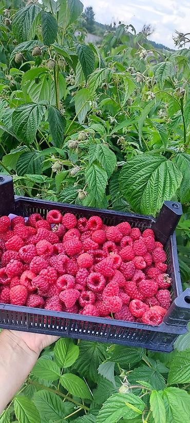 Фрукты и ягоды: Саженцы малины мапема полонез принимаю заказы на саженцы Малина — 13