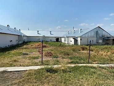 İcarəyə binalar: Ferma və təsərrüfat kompleksi 📍Ünvan : Ağsu rayonu • Sahə : 85 sot • — 5