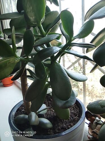 толстянка: Толстянка (Crassula ovata, «денежное дерево»). От 200 сом и выше — 8