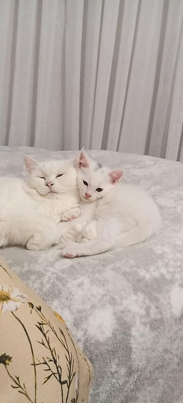Кошки: Ağ tüklü, dəyirmi üzü və qısa burunlu balaca pişik balaları. Yumşaq — 6