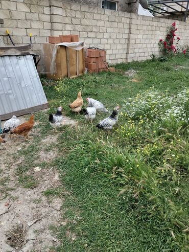 Digər quşlar: 1aya yumurta vericəy colpalar satıram xacımazdadı vasapımdı 0554626380
