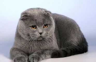 Коты: Чисто Кровный Клубный Кот ищет Невесту для Вязка порода Scottish Fold