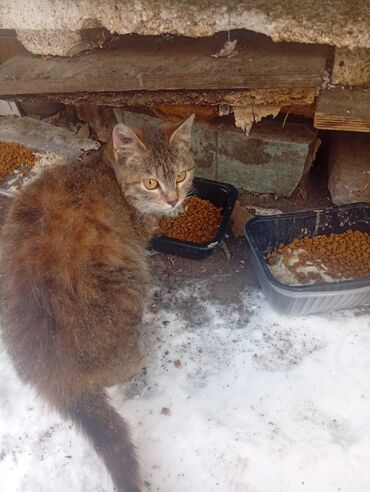 Отдам даром кошку: 4 месяца, Девочка — 1