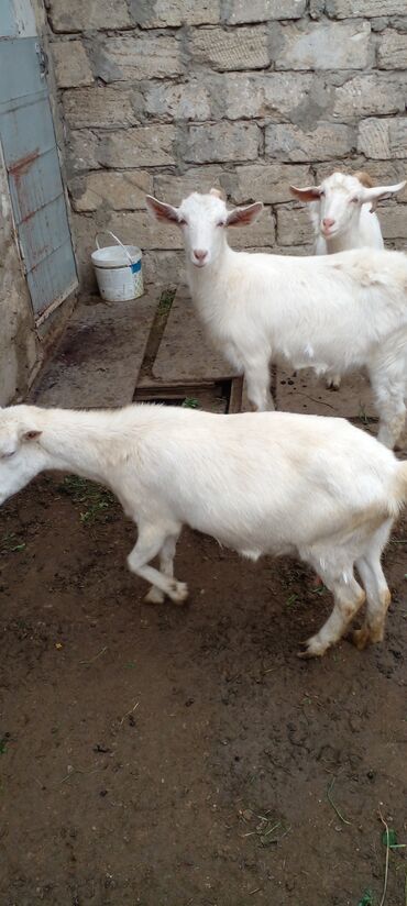 Keçi, çəpiş: Ağ rəngli yerli keçilər – bir qrup halda. - Qulaqları sallanan, qısa — 8
