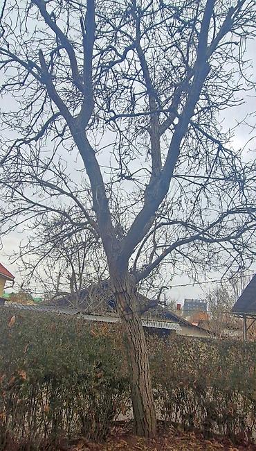 Другие товары для дома и сада: Продаю деревья Орех 5шт. Многолетние, по 40лет и более. Под само-спил — 6