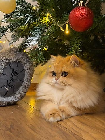 Pişiklər: Qızıl şinşilla, Dişi — 5