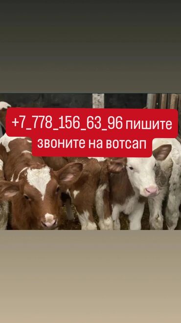 карову: Продаю | Корова (самка), Бык (самец), Тёлка | Полукровка, Ангус, Герефорд | На откорм, На забой, Для разведения