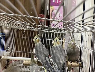 Tutuquşları: Salam Korella tutuquşuları satılır Baladılar hardasa 3-4 aylığdılar öz — 6