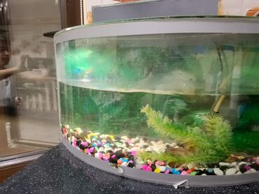 Akvariumlar: Yarımay formalı şüşə akvarium seti - Ön hissəsi qabarıq (panoramik) — 5