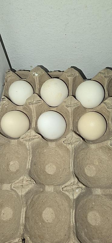 Куры, петухи: Продаю | Куры | Для разведения — 5