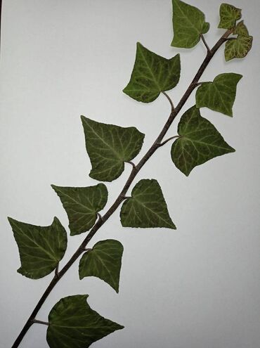 Ostali predmeti za umetnost i kolekcionarstvo: Herbarijumi za fakultete, srednje i osnovne škole -NOVO Ispresovane — 2