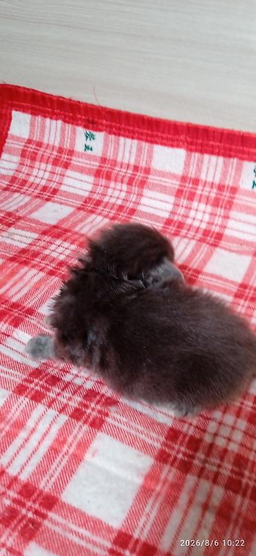 Кошки: Мейн-Куны 🥰🥰🥰 Предлагаются к брони котята Рысята ❤️ — 10