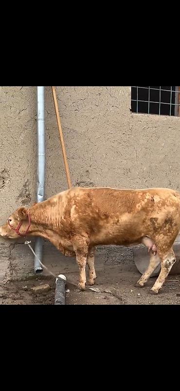 Inəklər, öküzlər: Satlıq heyvan – inək ilə buzov dəsti - Növ: inək və yanında erkək — 9