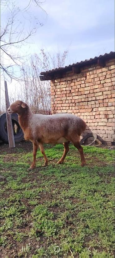 Баран, овца: Продаю | Баран (самец) | Для разведения — 3