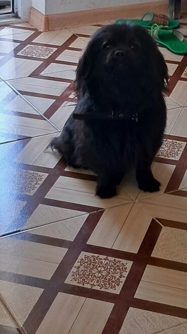 İtlər: Pekines, 10 ay, Erkek, Peyvəndli, Ünvandan götürmə