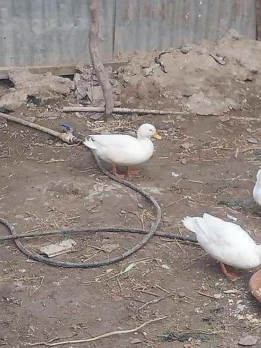 koxin karlik: Salam karlikdi Amerkanski boyumyen yumrtyur ozu yatir 8ededqalb — 4