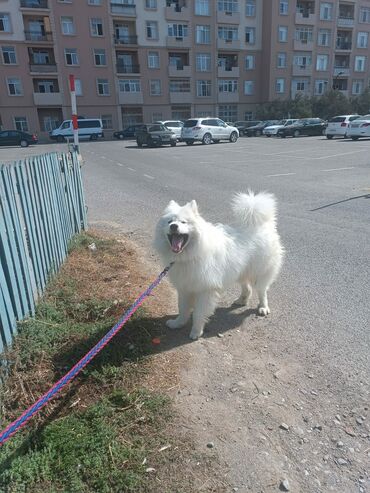 ит мурун: Samoyed, 2 il, Erkek, Sənədli, Ünvandan götürmə, Ödənişli çatdırılma