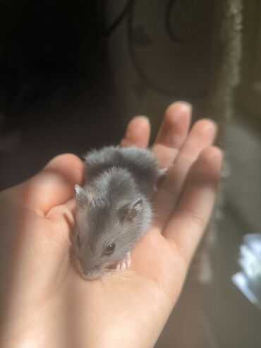 Ovucda rahatlıqla tutula bilən balaca, boz rəngli cırtdan hamster