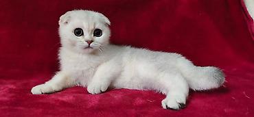 сколько стоит шиншилла маленькая: Шотландская вислоухая кошка (Scottish Fold), окрас серебристая — 3