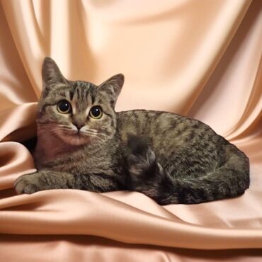 домики с когтеточкой для кошек: Нежная, ласковая, чистая, домашняя кошечка ищет дом и любящих хозяев