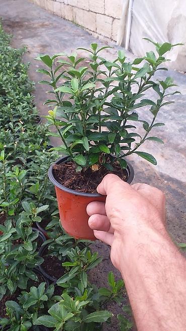 dibcek gulleri adlari: Bitki: Euonymus japonicus (Hirpak, həmişəyaşıl euonimus) Formalar — 4