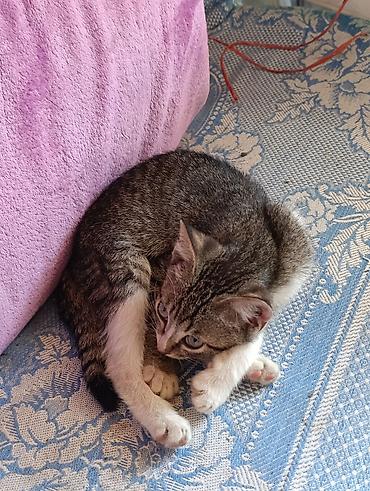 Кошки: Отдаю котят в добрые руки, возраст 3 месяца, здоровые, игривые котята — 3