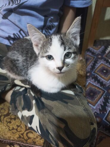 сиамские котята бесплатно: Котёнок, короткошёрстный, окраса табби-бико (белый с серо-пепельными
