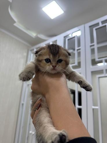 Кошки: Шотландская вислоухая — 1