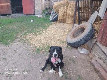 Продажа собак: Питбуль, 1 год, Самец, С прививкой