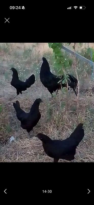 Toyuqlar: Toyuq, Ətlik -da lalafo.az — 11 Toyuqlar: Toyuq, Ətlik — 11