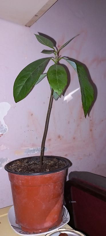 avokado: Məhsul: Avokado fidanları (qablarda) — 1