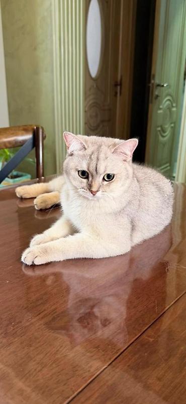 itlerin satisi ve qiymetleri: Şinşilla, Erkək — 5