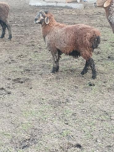 Баран, овца: Продаю | Овца (самка) | Для разведения — 2