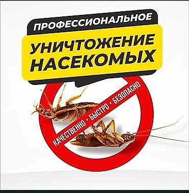 насекомые купить: Профессиональное уничтожение насекомых - Комплексная дезинсекция — 1