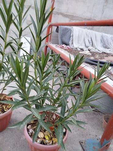 олеандра: Куст олеандра в горшке - Вид: Nerium oleander (олеандр), вечнозелёный — 2