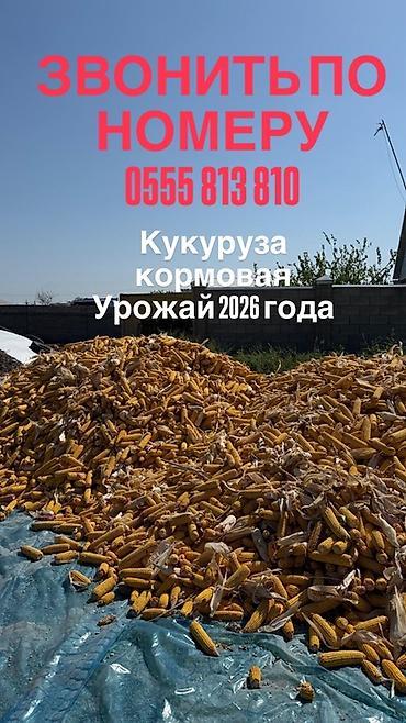 яровой ячмень: УРОЖАЙ 2026 ГОДА ❕ Кукуруза кормовая в початках🌽 Сорт «Торро» 🌽 Цена — 1