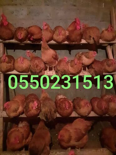 купить сетку для курей: Продаю взрослых кур и петухов. Порода Кучинские Юбилейные. Привезены
