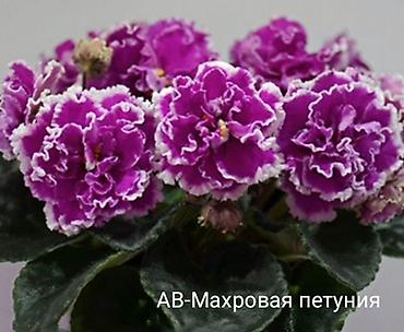 фиалки мини: Сенполии (фиалки) из коллекционных сортов. - KO-Пасмурный Декабрь — 4