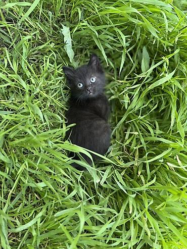 Продажа кошек: 🐾 Очаровательные котята ищут дом! 4 пушистых малыша готовы подарить — 5