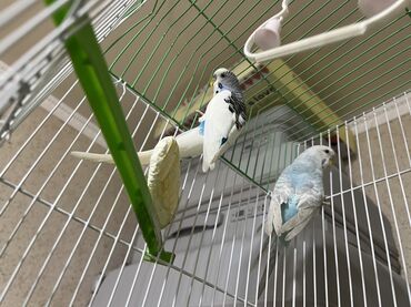 объявления о найденных животных: 1,5 жаш