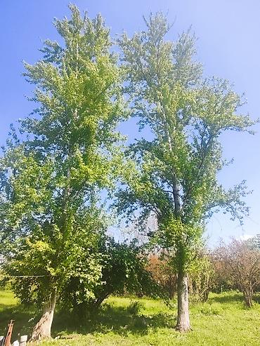 hilba bitkisi nedir: Ağcabədi rayonu – 2 ədəd hündür qovaq ağacı satılır 🌳 Ağcabədi — 5